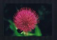 /album/fotogalerie-uvodni-stranka/bodlak1-10-fengshui-zdravi-rodina-tradice-danajirsakova-jpg/