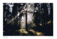/album/fotogalerie-uvodni-stranka/paprsky06-fengshui-zdravi-rodina-tradice-danajirsakova-jpg/
